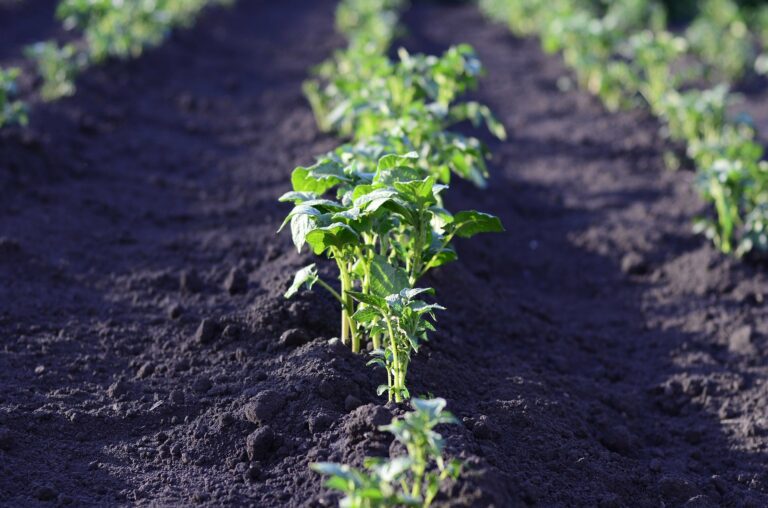 Plantation Pommes de terre