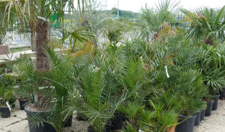 Plantes d'extérieurs pour son jardin