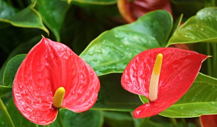 anthurium-flamingo-flower-2507743_1920