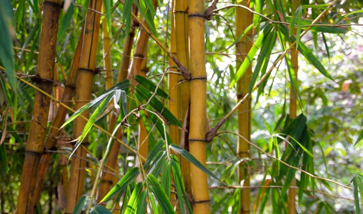 bamboo-1028699_1920