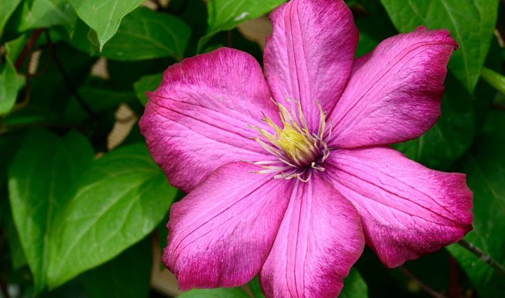 clematis-793754_1920