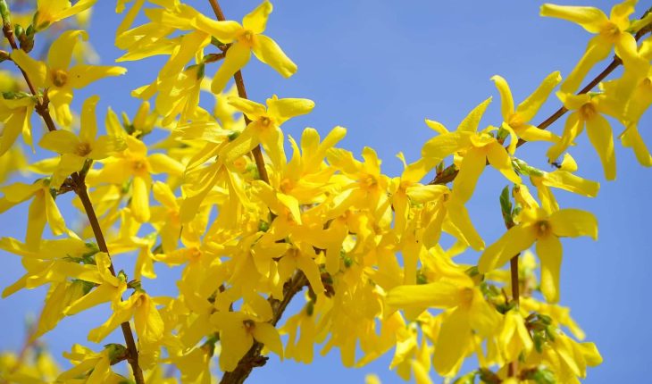 forsythia-324049_1920