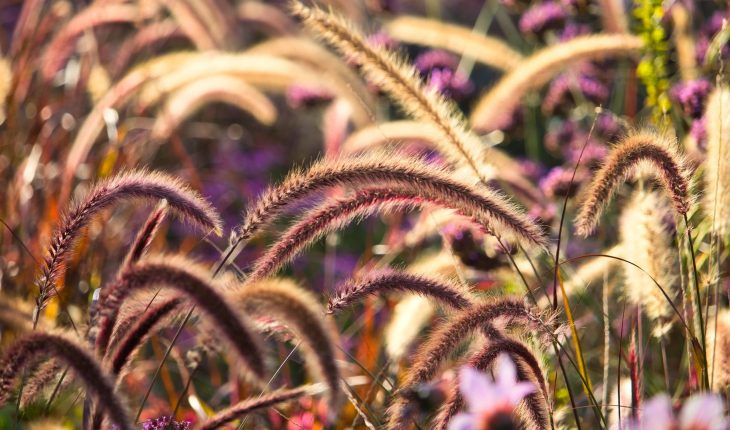 grasses-3784403_1920