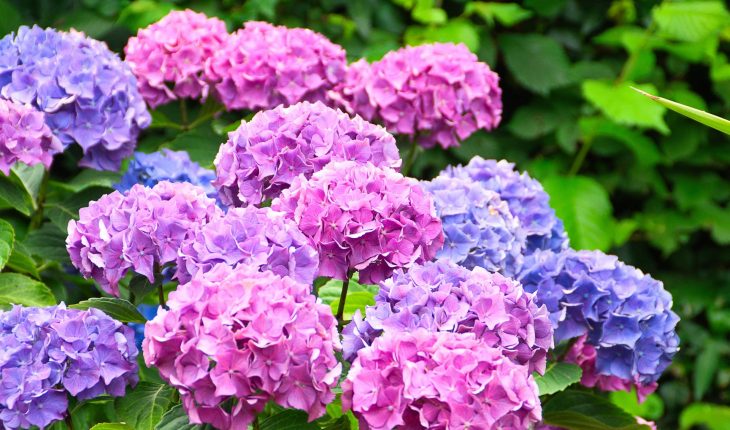 hydrangea-4330570_1920