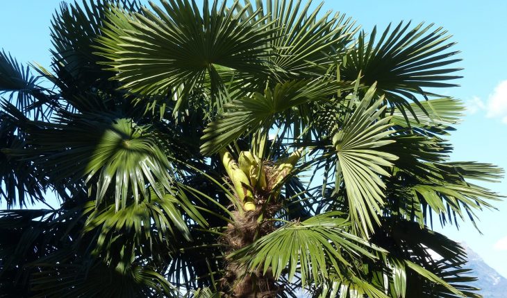 palm-357602_1920