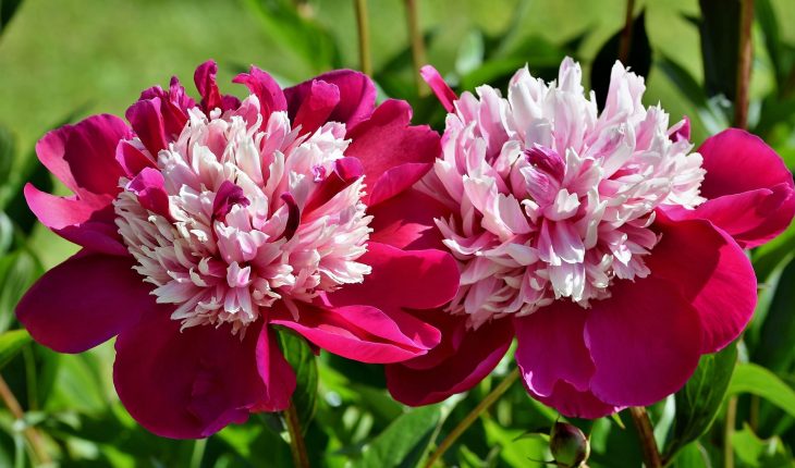 peony-4317849_1920